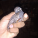 Classic king quail